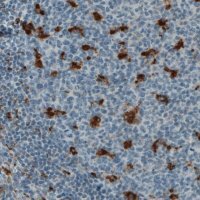 Monoclonal Anti-CD68 antibody produced in mouse 