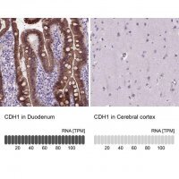 Monoclonal Anti-CDH1 antibody produced in mouse 