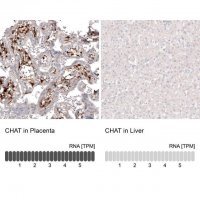 Monoclonal Anti-CHAT antibody produced in mouse