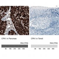 Monoclonal Anti-CPA1 antibody produced in mouse 