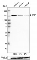 Monoclonal Anti-CTCF antibody produced in mouse 