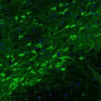 Monoclonal Anti-DDC antibody produced in mouse 