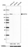 Monoclonal Anti-DIAPH2 antibody produced in mouse 