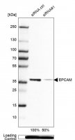 Monoclonal Anti-EPCAM antibody produced in mouse