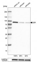 Monoclonal Anti-EZR antibody produced in mouse
