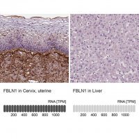 Monoclonal Anti-FBLN1 antibody produced in mouse 