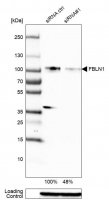 Monoclonal Anti-FBLN1 antibody produced in mouse 