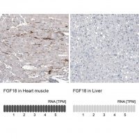 Monoclonal Anti-FGF18 antibody produced in mouse AMAB91480-100UL