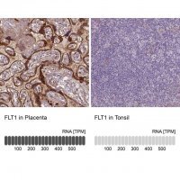 Monoclonal Anti-FLT1 antibody produced in mouse 