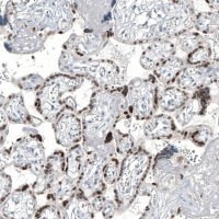 Monoclonal Anti-GATA3 antibody produced in mouse AMAB91525-100UL