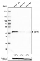 Monoclonal Anti-GDF15 antibody produced in mouse 