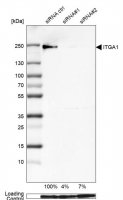 Monoclonal Anti-ITGA1 antibody produced in mouse 