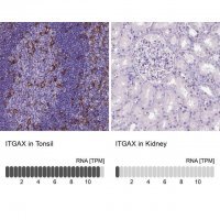 Monoclonal Anti-ITGAX antibody produced in mouse 