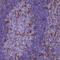 Monoclonal Anti-ITGAX antibody produced in mouse 