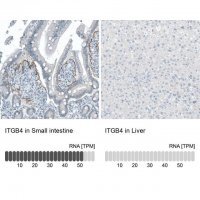 Monoclonal Anti-ITGB4 antibody produced in mouse 