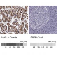 Monoclonal Anti-LAMC1 antibody produced in mouse 