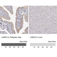 Monoclonal Anti-LAMC2 antibody produced in mouse 