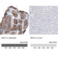Monoclonal Anti-MUC1 antibody produced in mouse AMAB91533-100UL