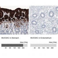 Monoclonal Anti-MUC5AC antibody produced in mouse AMAB91539-100UL
