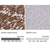Monoclonal Anti-MYH6 antibody produced in mouse 