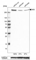 Monoclonal Anti-NES antibody produced in mouse 