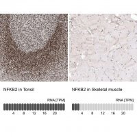 Monoclonal Anti-NFKB2 antibody produced in mouse AMAB91511-100UL