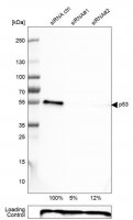 Monoclonal Anti-p53 antibody produced in mouse 
