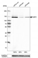 Monoclonal Anti-PARP1 antibody produced in mouse 