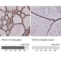 Monoclonal Anti-PDIA3 antibody produced in mouse 