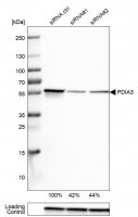 Monoclonal Anti-PDIA3 antibody produced in mouse