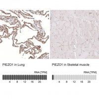 Monoclonal Anti-PIEZO1 antibody produced in mouse AMAB91589-100UL