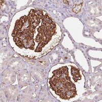 Monoclonal Anti-PODXL antibody produced in mouse 
