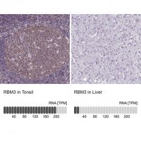 Monoclonal Anti-RBM3 antibody produced in mouse 