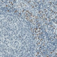 Monoclonal Anti-RUNX2 antibody produced in mouse 