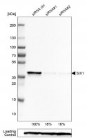 Monoclonal Anti-SIX1 antibody produced in mouse 