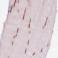 Monoclonal Anti-SIX1 antibody produced in mouse 
