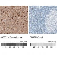 Monoclonal Anti-SORT1 antibody produced in mouse 