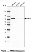 Monoclonal Anti-SORT1 antibody produced in mouse 