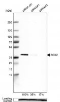 Monoclonal Anti-SOX2 antibody produced in mouse