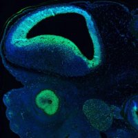 Monoclonal Anti-SOX2 antibody produced in mouse