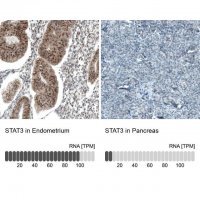 Monoclonal Anti-STAT3 antibody produced in mouse