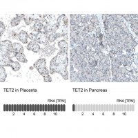 Monoclonal Anti-TET2 antibody produced in mouse