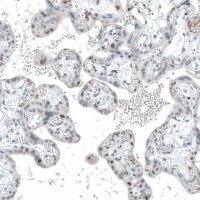 Monoclonal Anti-TET2 antibody produced in mouse