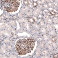 Monoclonal Anti-THSD7A antibody produced in mouse