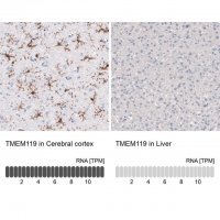 Monoclonal Anti-TMEM119 antibody produced in mouse 