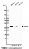 Monoclonal Anti-USP46 antibody produced in mouse 
