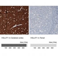 Monoclonal Anti-VGLUT1 antibody produced in mouse 