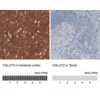 Monoclonal Anti-VGLUT2 antibody produced in mouse 