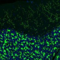 Monoclonal Anti-VGLUT2 antibody produced in mouse 