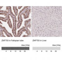Monoclonal Anti-ZNF703 antibody produced in mouse 